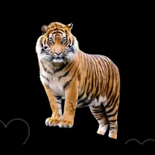 杨二姐每天19.20