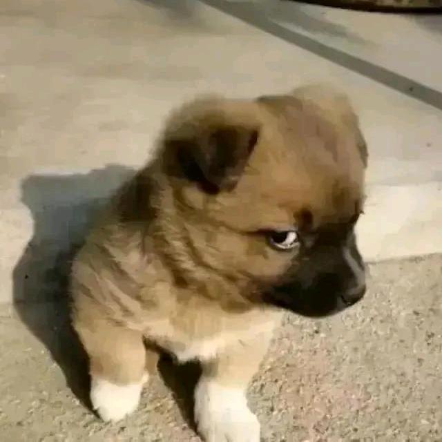 义古力
