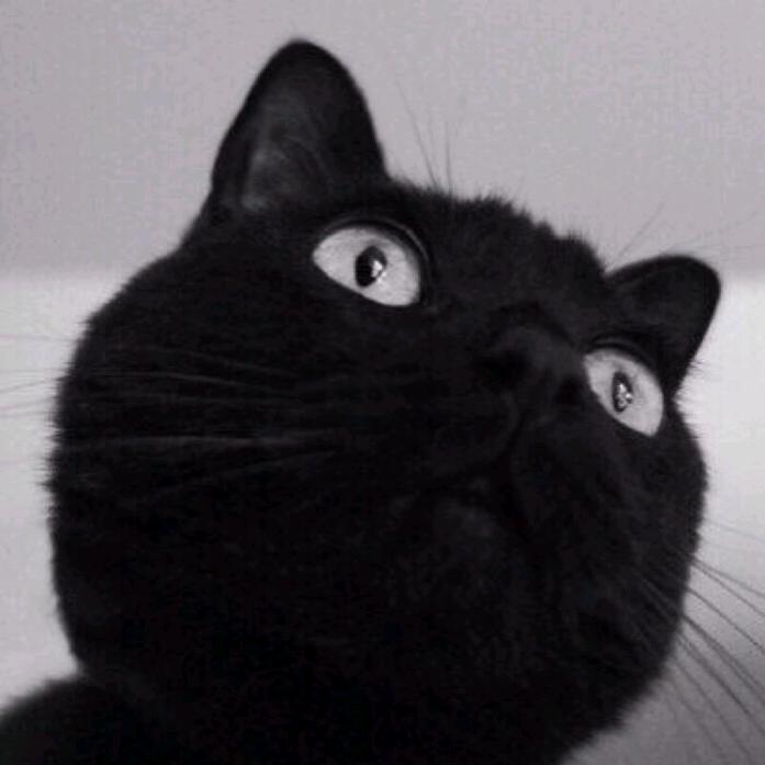 吃云朵的猫