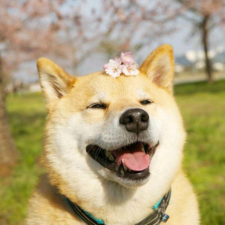 草莓蛋糕吖