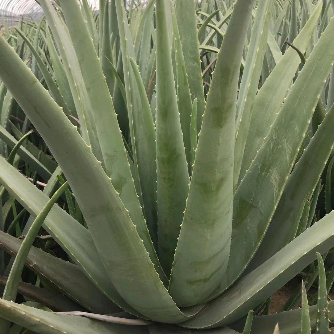 专业种植芦荟基地