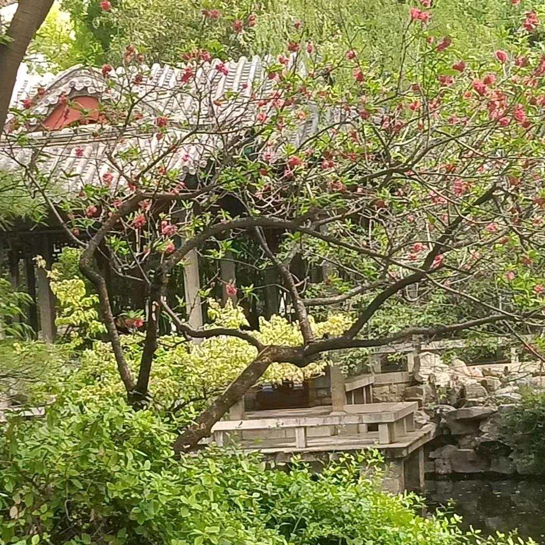 福缘老桩盆景园