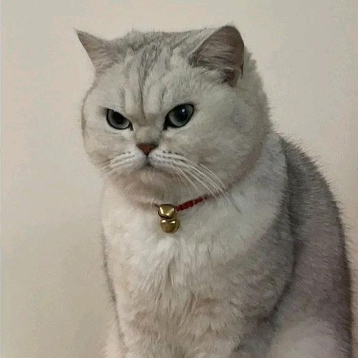一只高脚猫