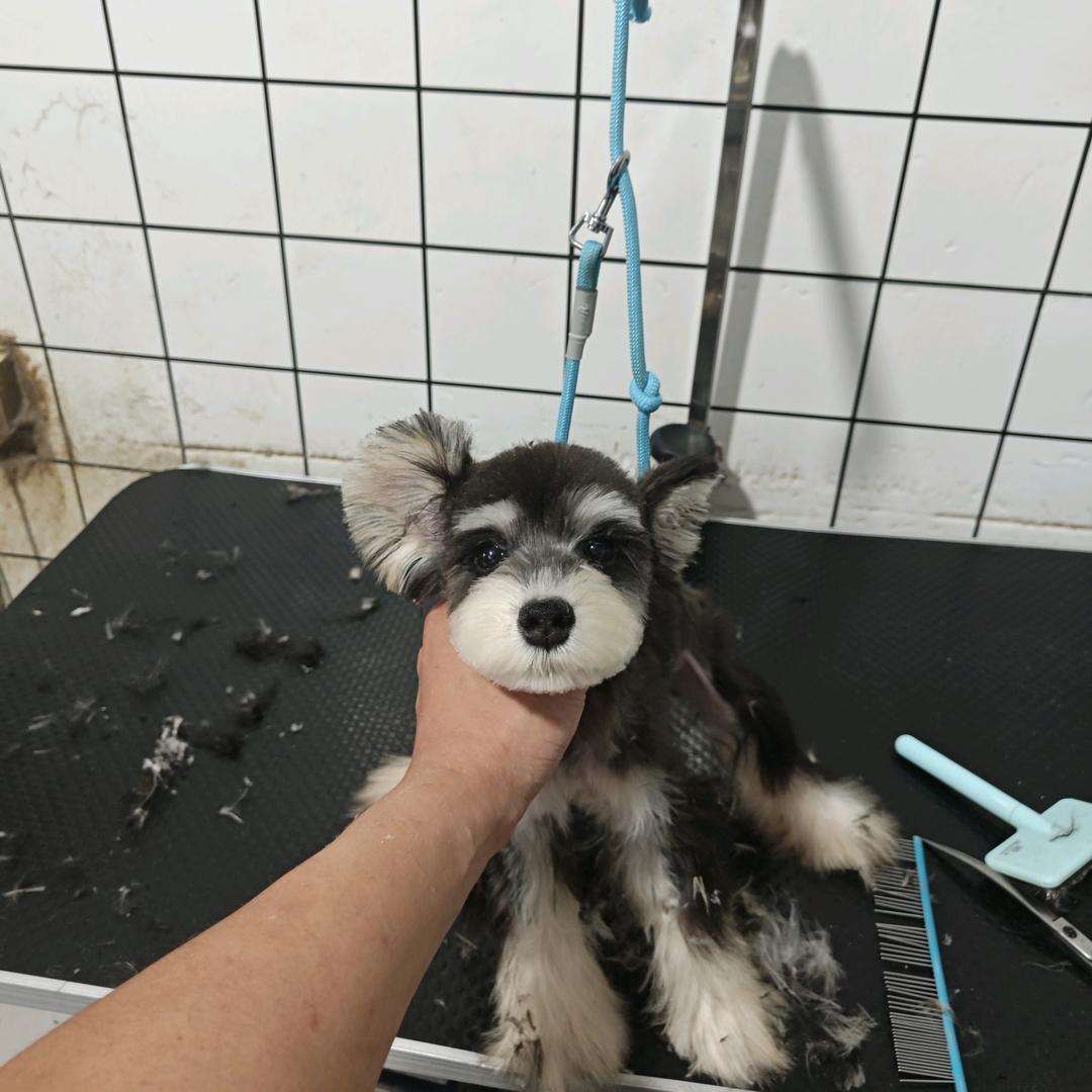 （猫肥狗壮宠物生活馆)