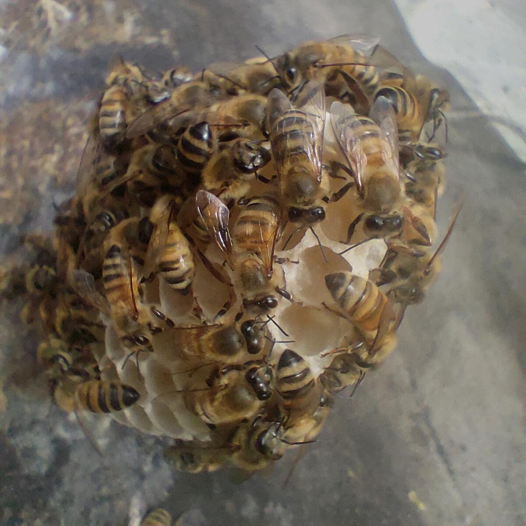 艾总<养蜂小伙>🐝