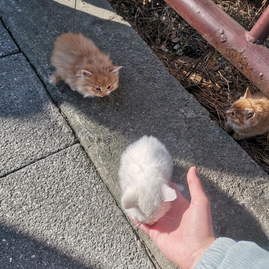 顾期