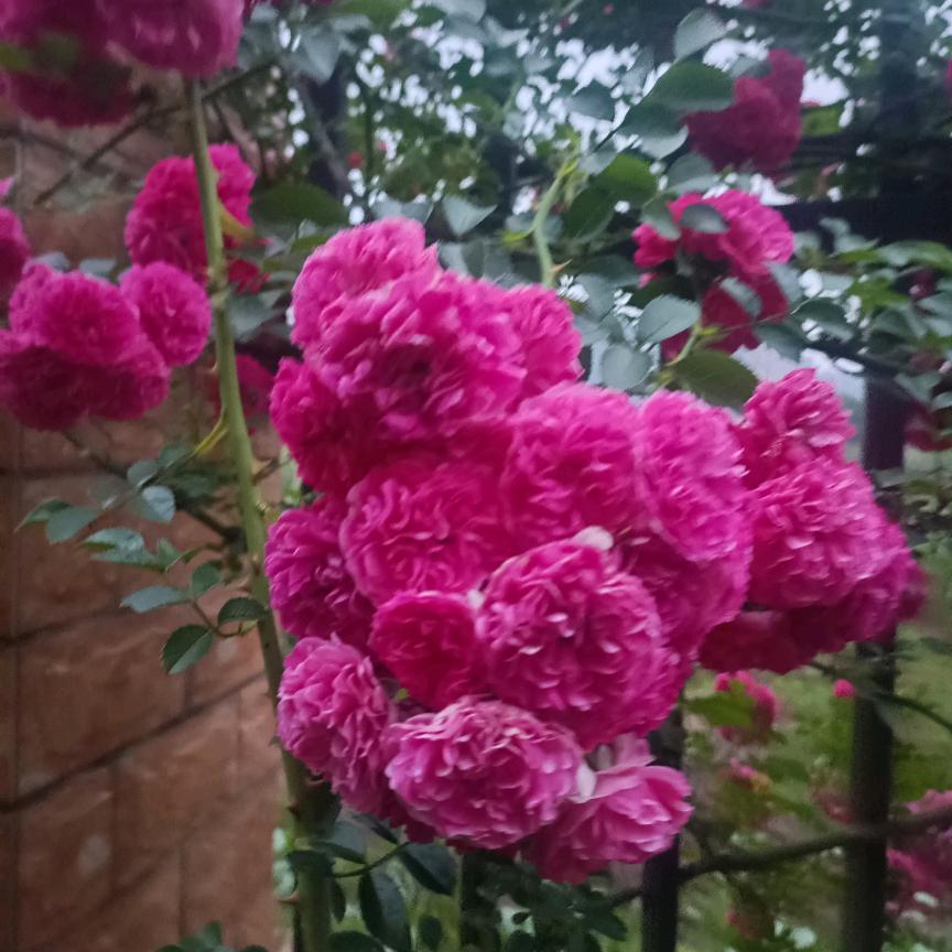 八妹。