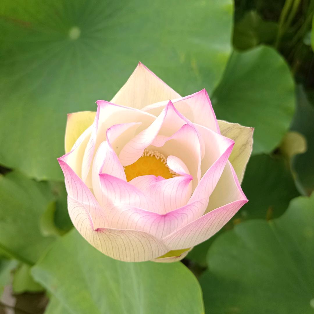 小丽