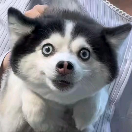 执念