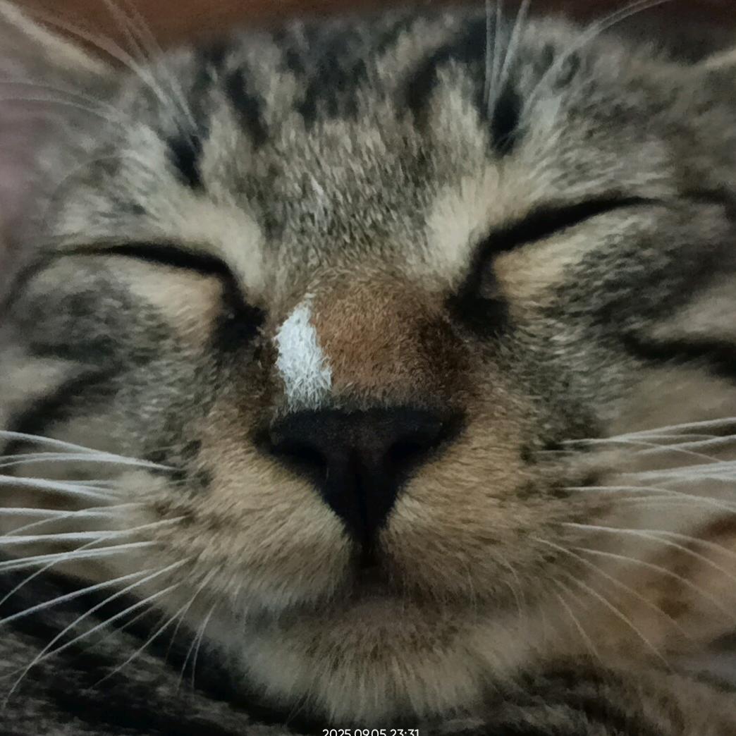 格格又闹闹了