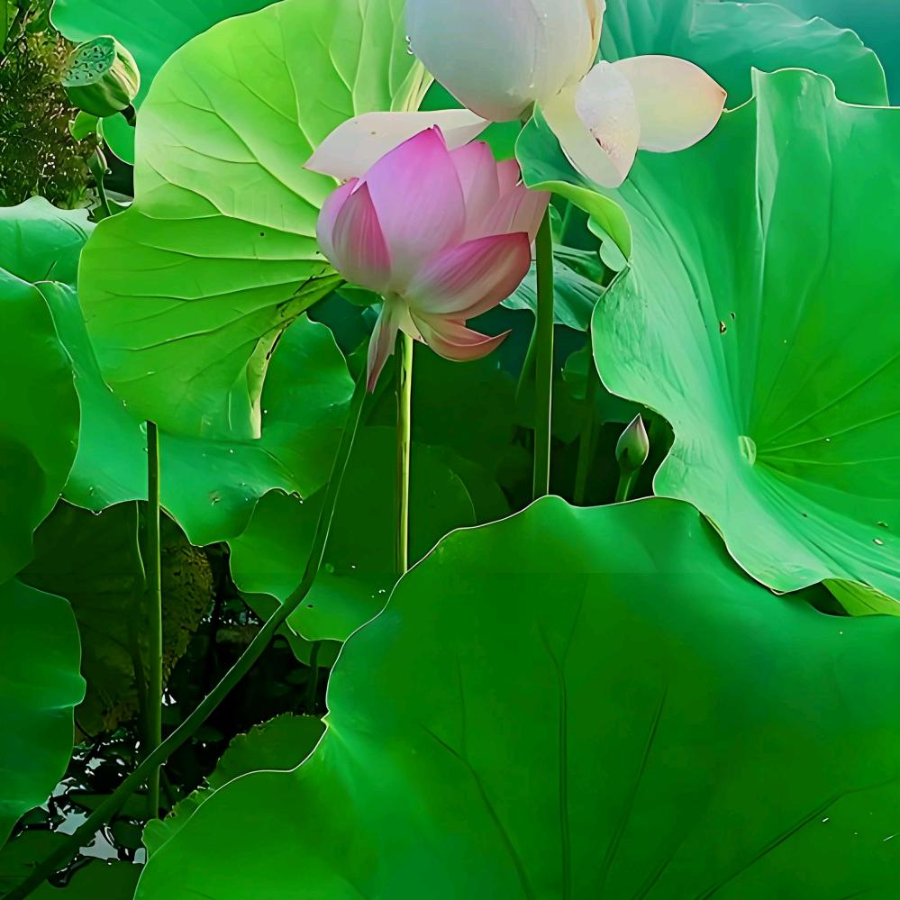 qingyimianmian