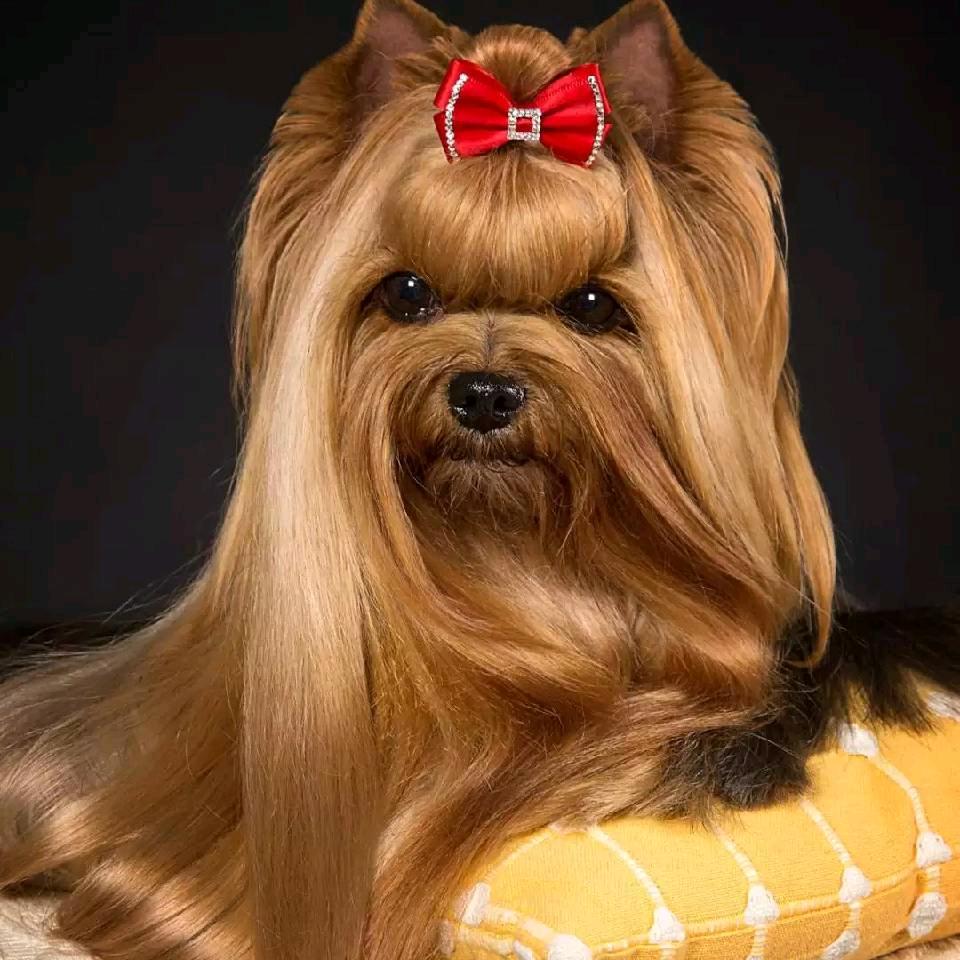 约克夏盟主日记~