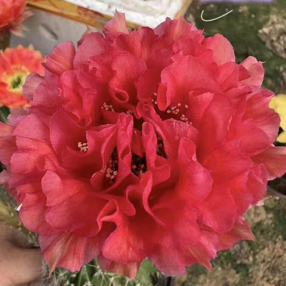 (田田)球屋花卉苗圃