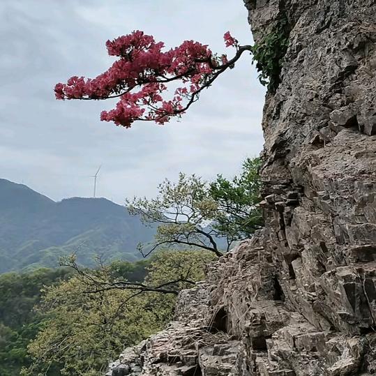 绿叶