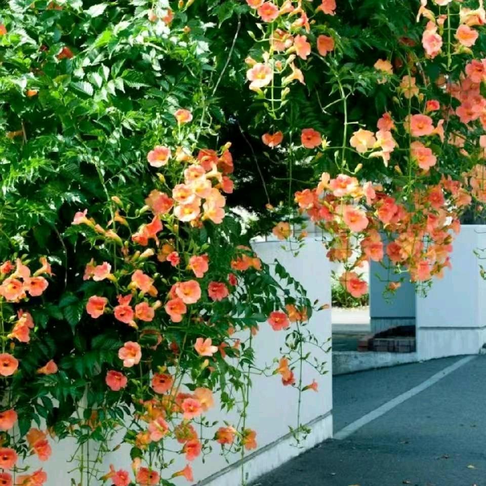 画，大饼