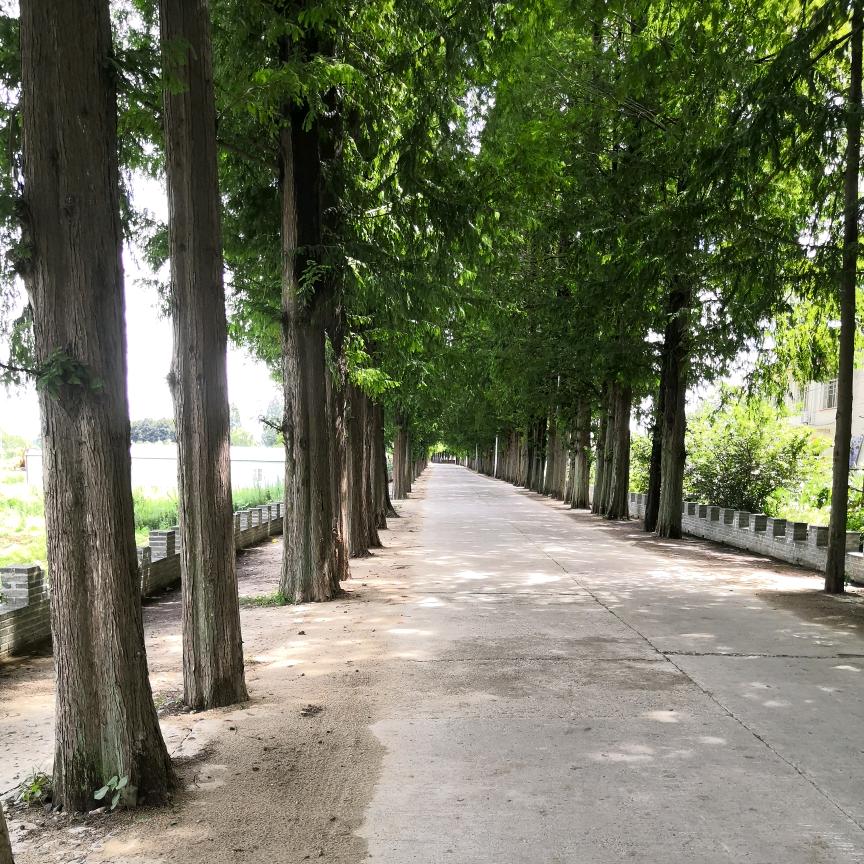 夏天的太阳☀️