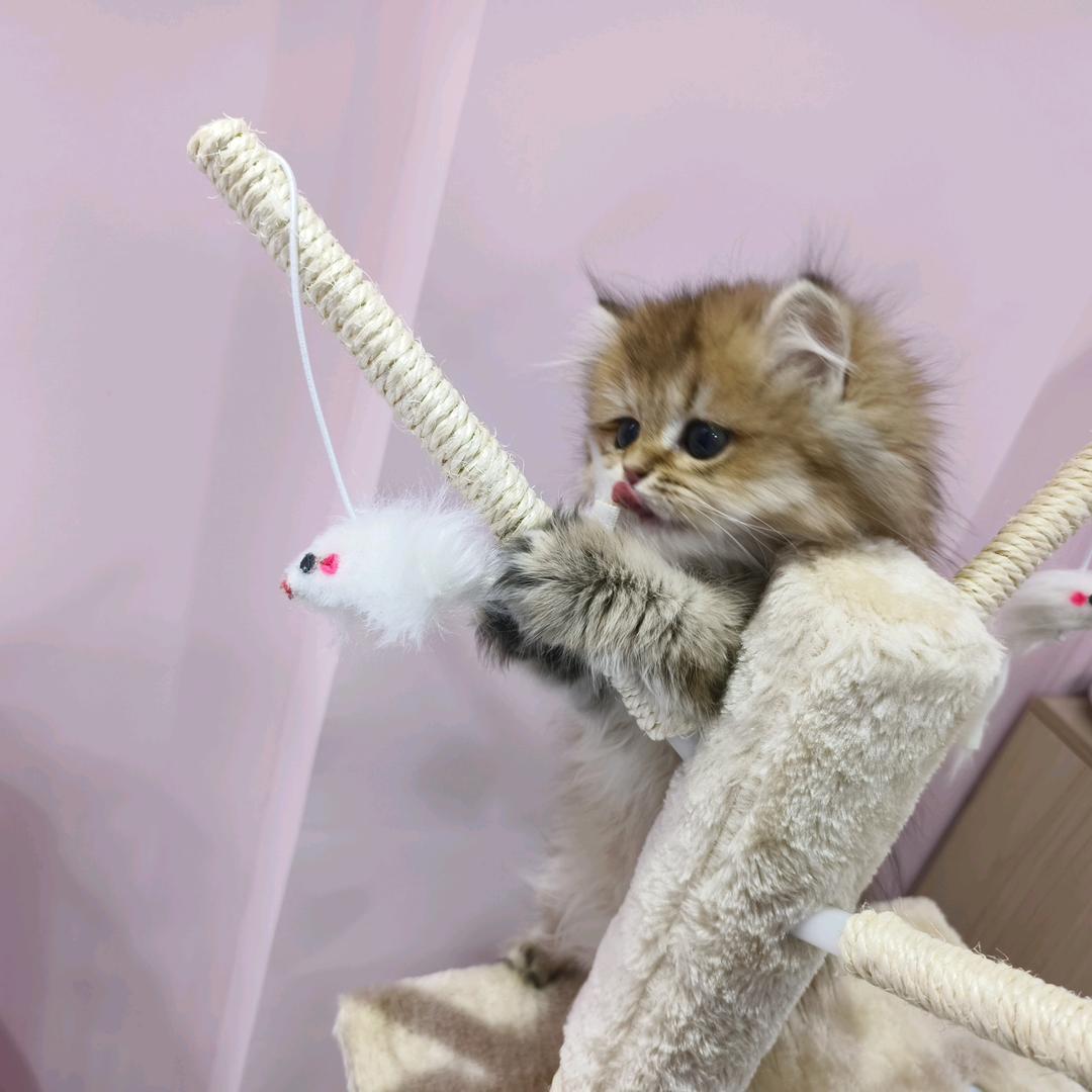 养着萌犬的猫老板