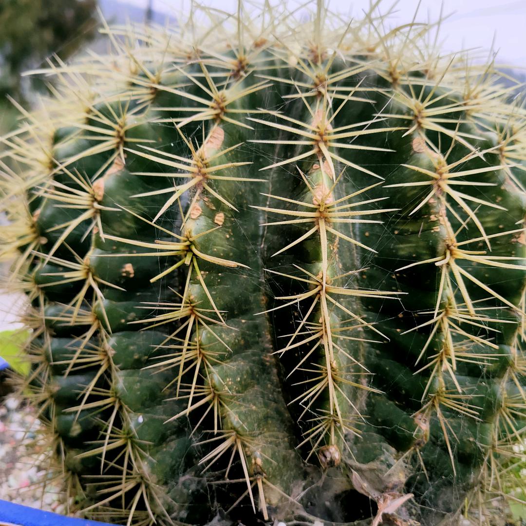 人生如戏（川Y）