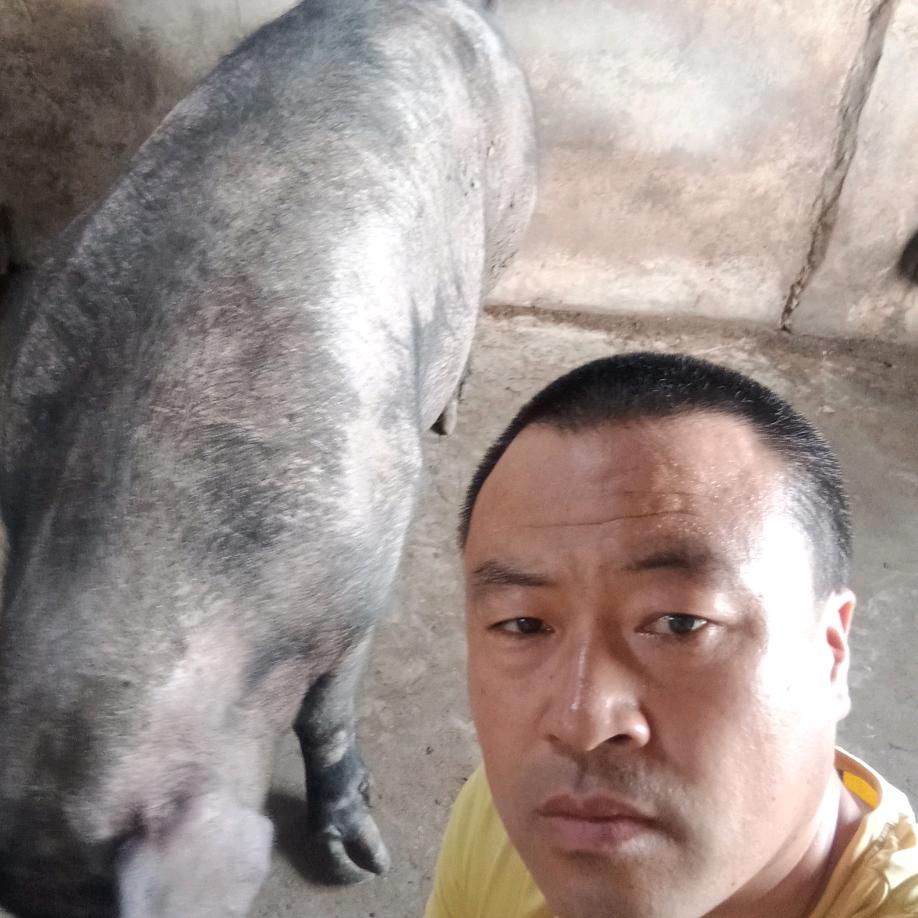 养猪雷歌🎤