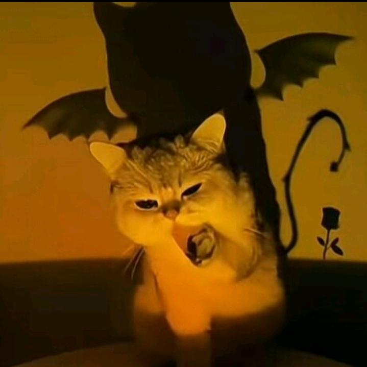 高冷的小猫