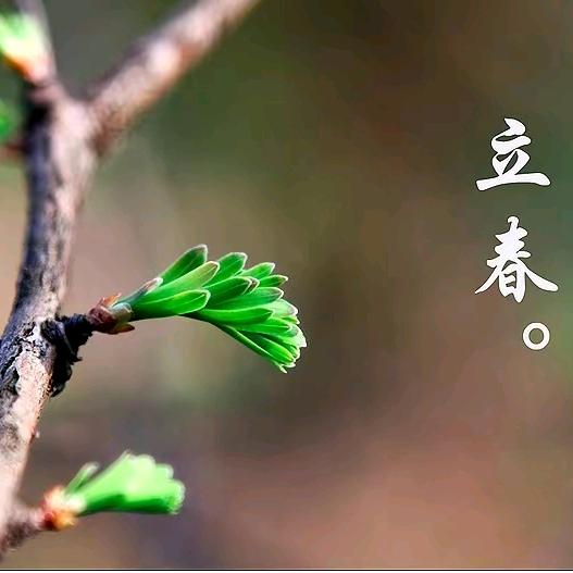 迦南6377