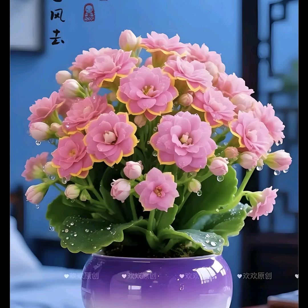 晓晓花卉种植园