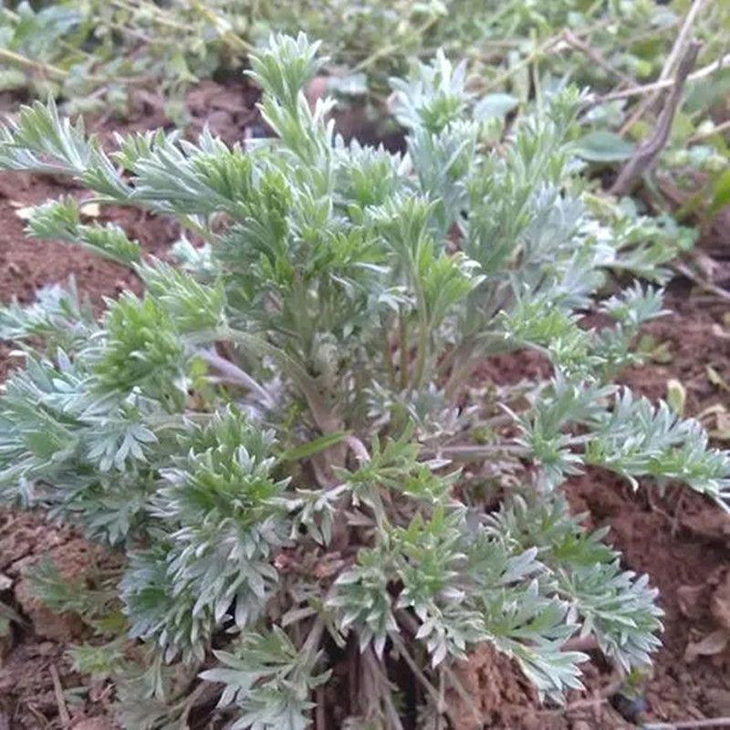 鲁南花草百草店