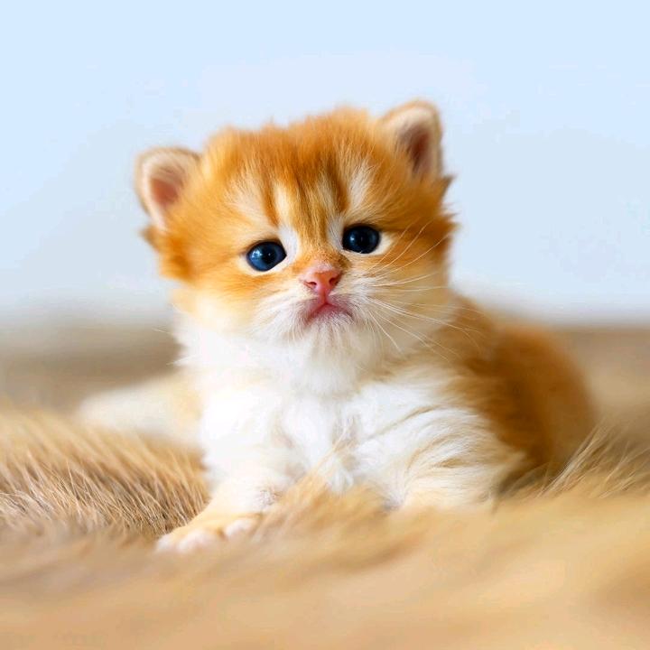 好ᨶ႒ᩚ运ᥫᩣ໌້ᮨ加满✨: 💞