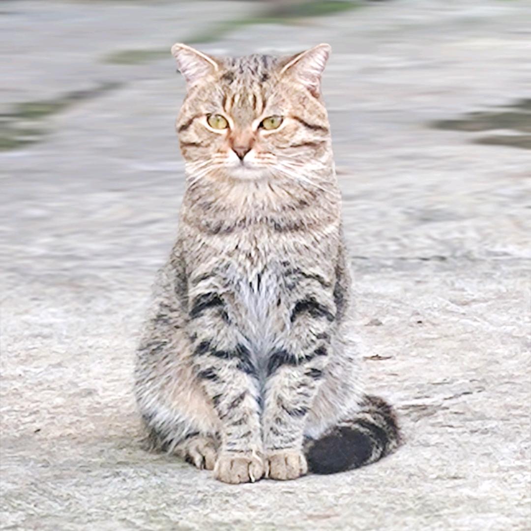 洒脱的熊猫