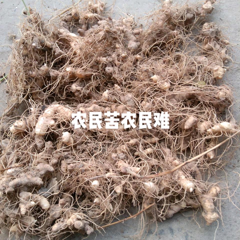 老农民种植户李大哥