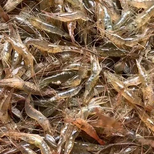 老渔翁传统秘制饵料