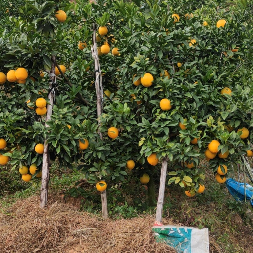 兴国妹嫁丹溪，做衣服的女人