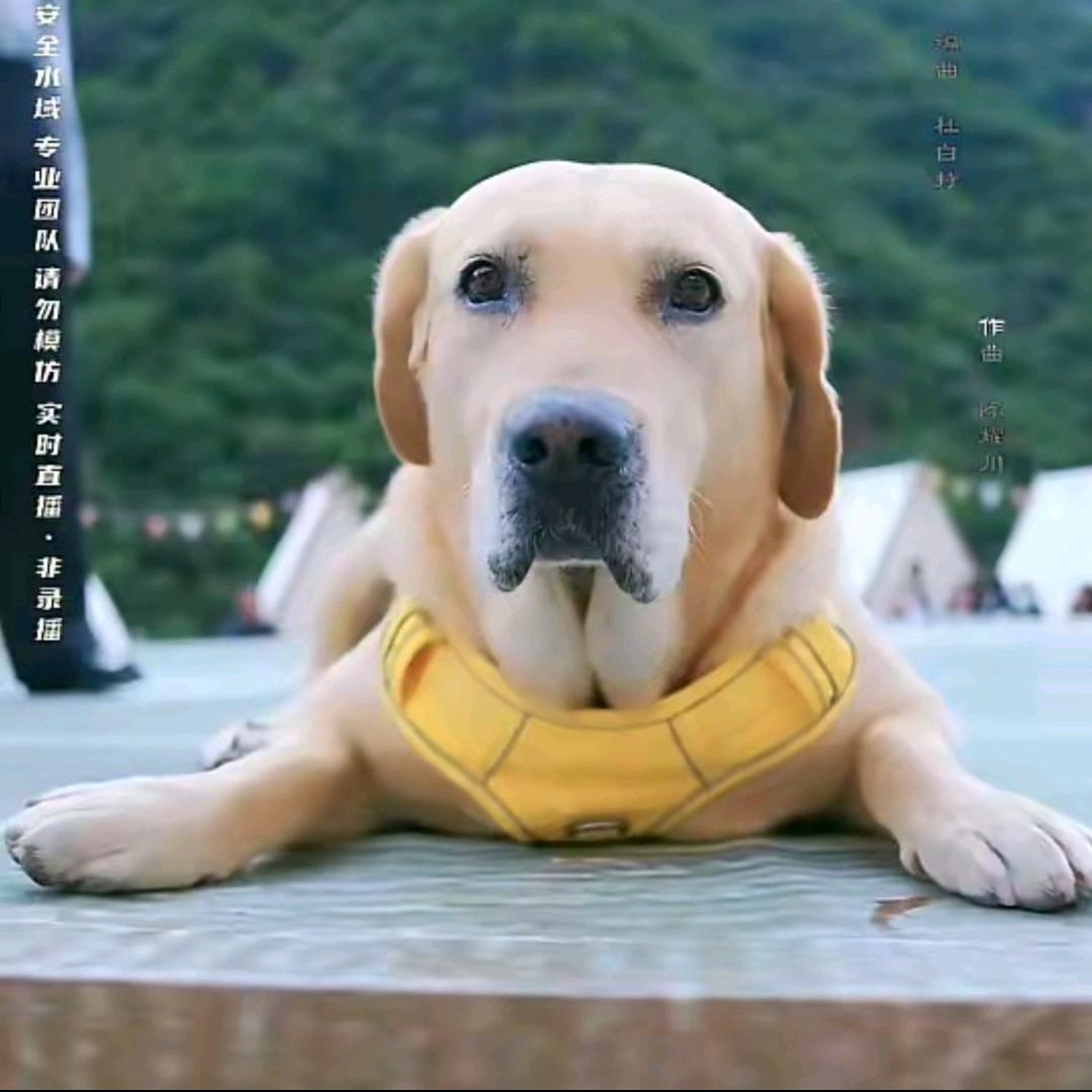 ٩(๛ 半˘ 🌷颗 @糖🌷 ˘)۶