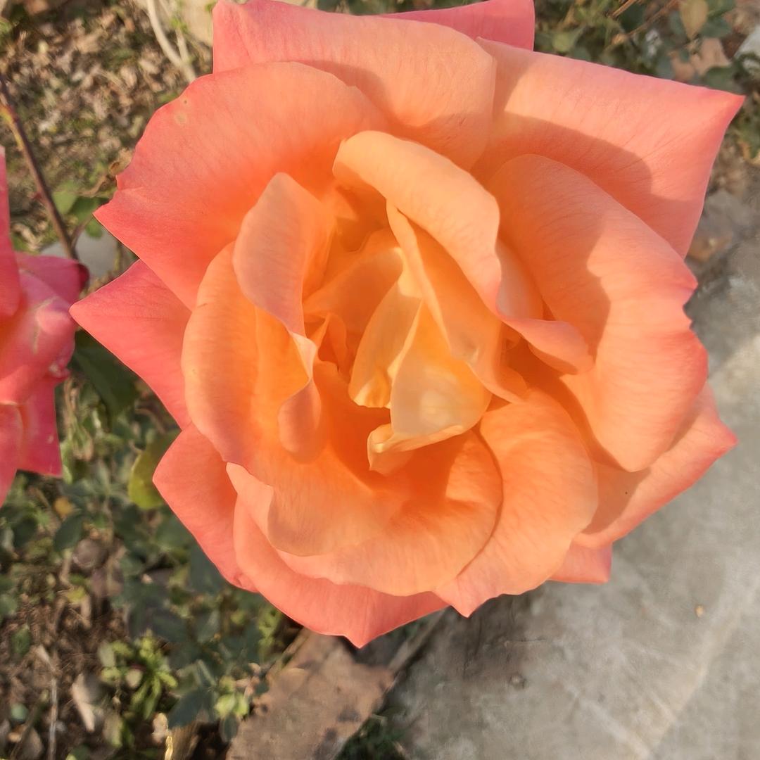 【雨后🌈彩虹】