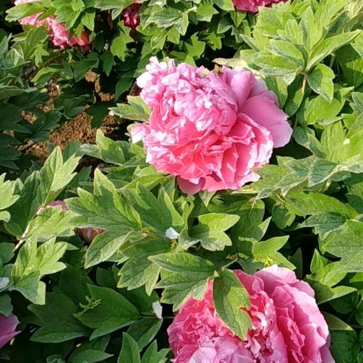 称老二的苏亚民店