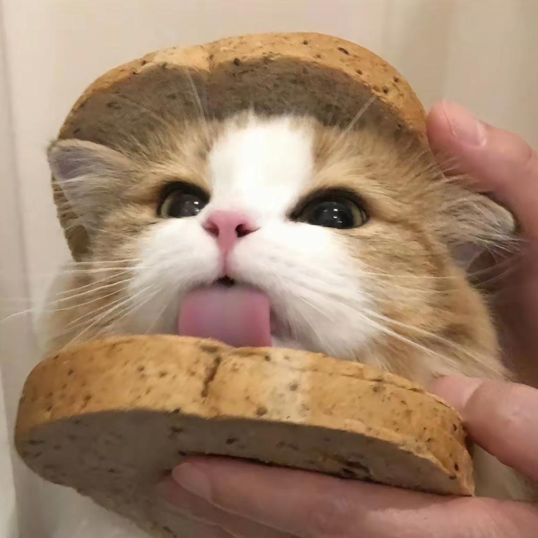 猪咪好物推荐