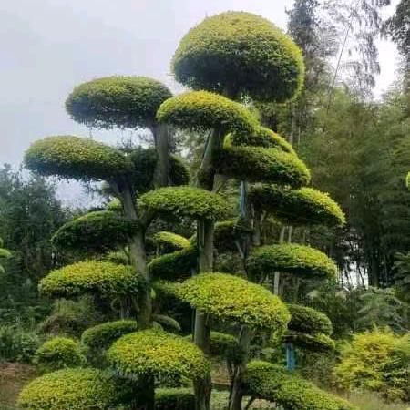 秦天