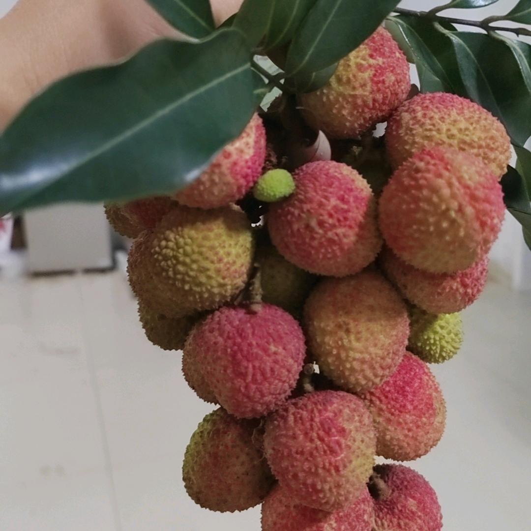 泸州本地新鲜水果