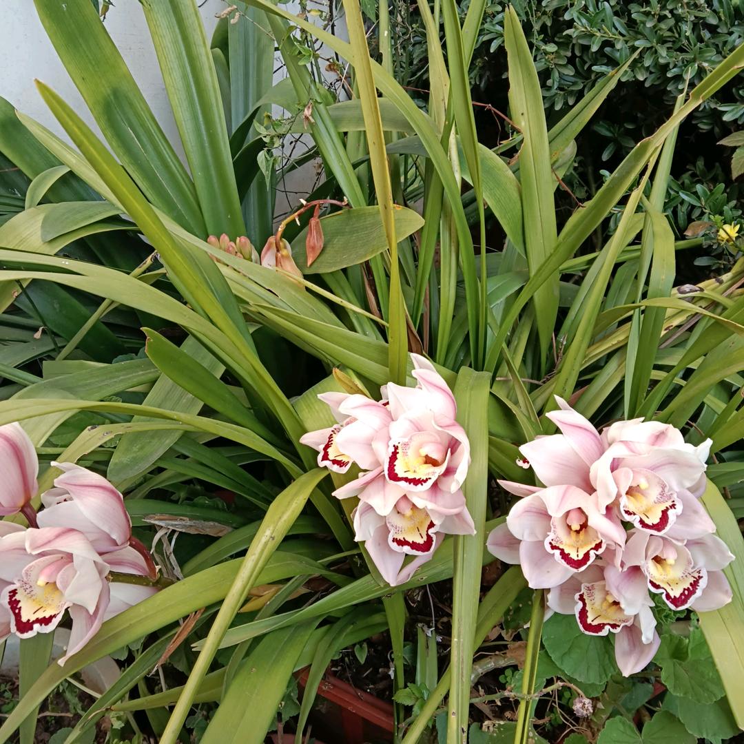 小芳姐