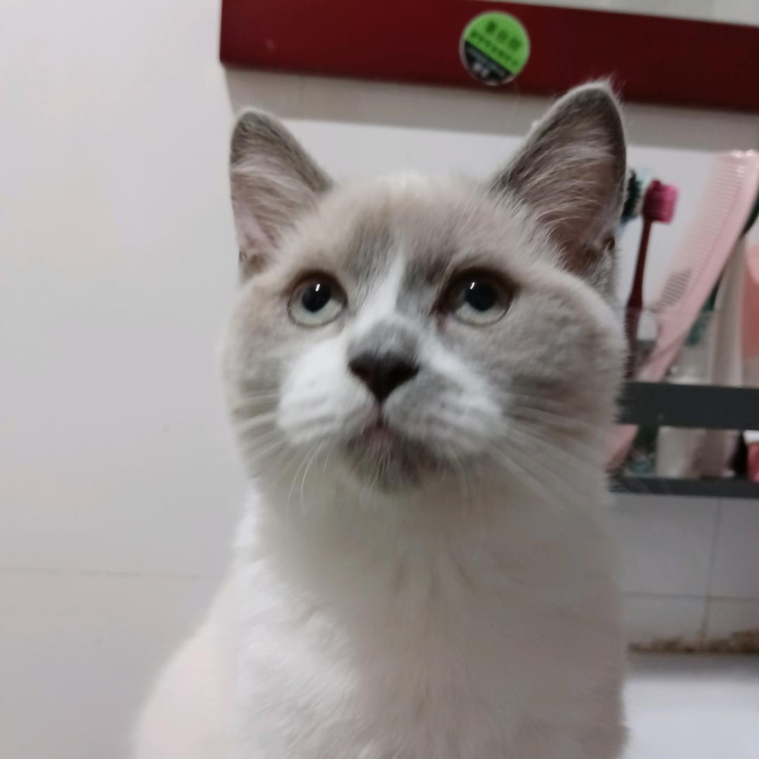 竹子