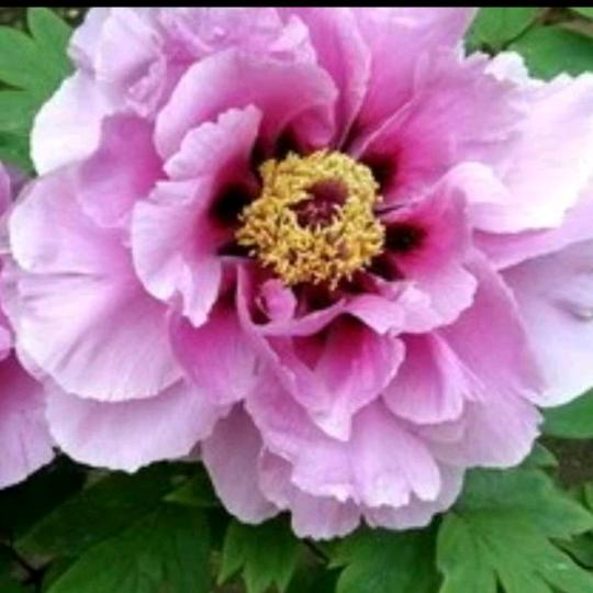 陌上花开