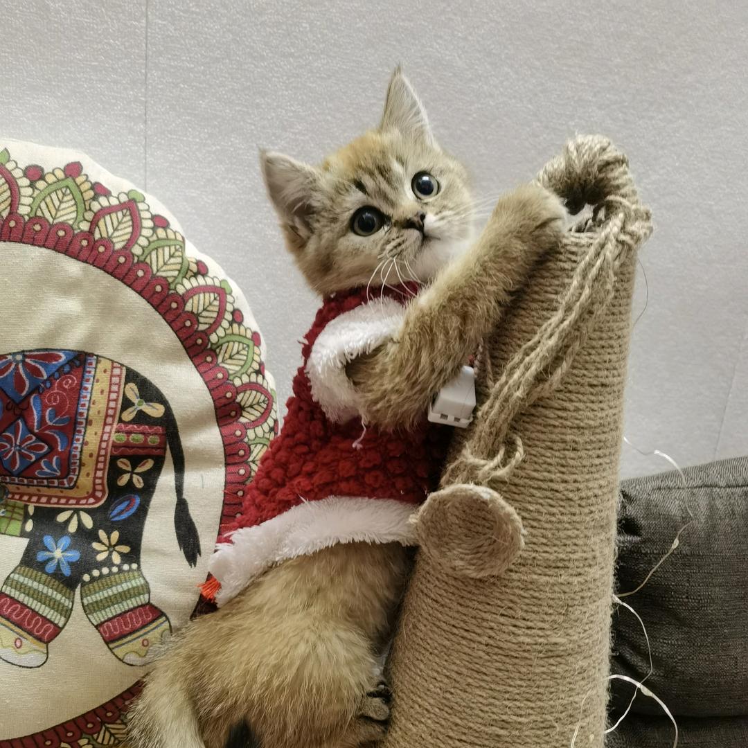 拾月是只猫