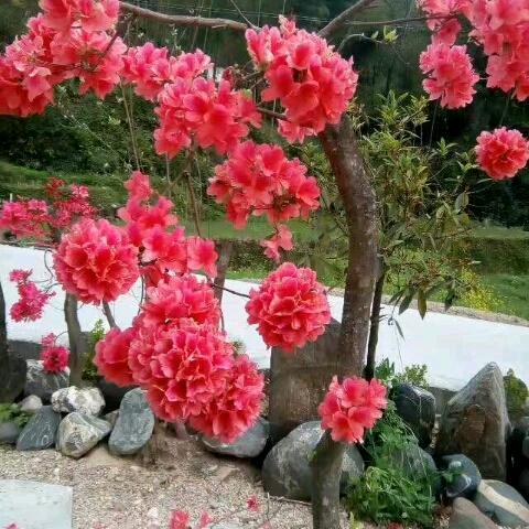 快乐人生🌹🌸🌹🌻🌺🍷🍎🍎