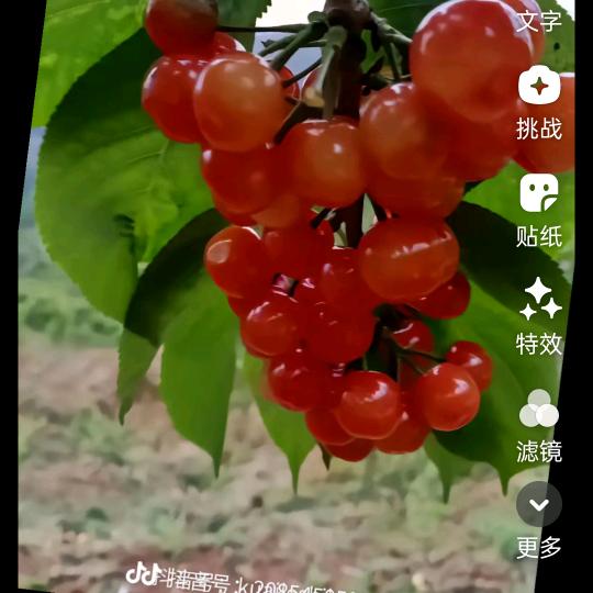 小英