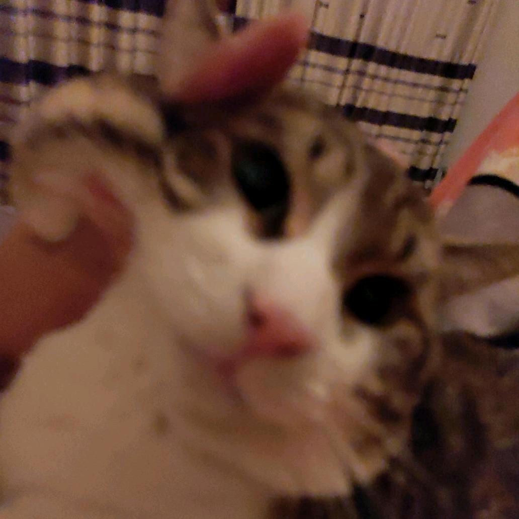 舔狗爱写散文诗