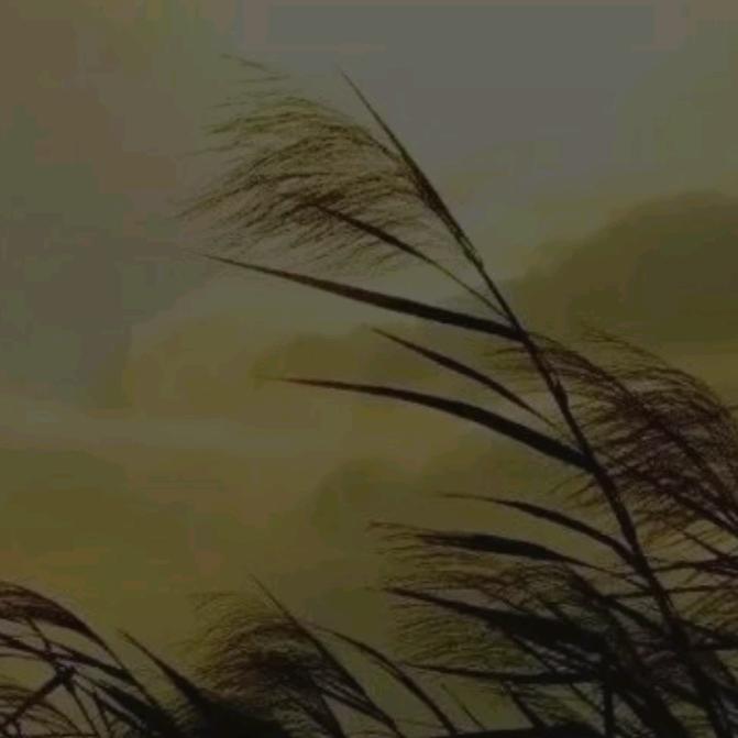 听风观雨落
