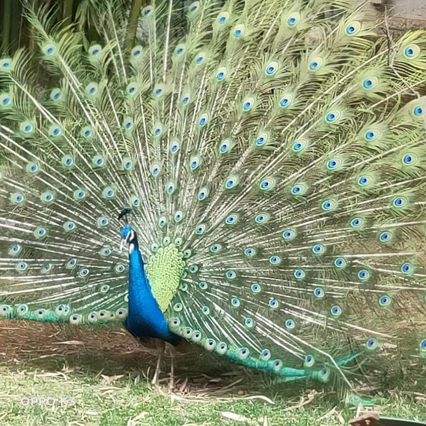心动