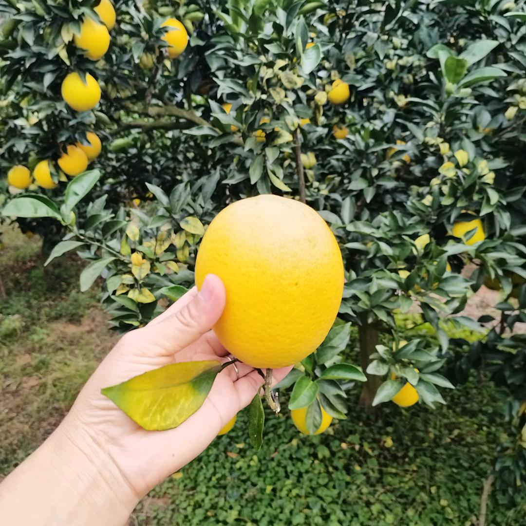 正宗赣南信丰脐橙