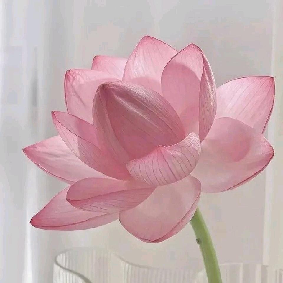 阡陌之夏✧٩(ˊωˋ*)و✧