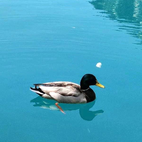 秋瓜